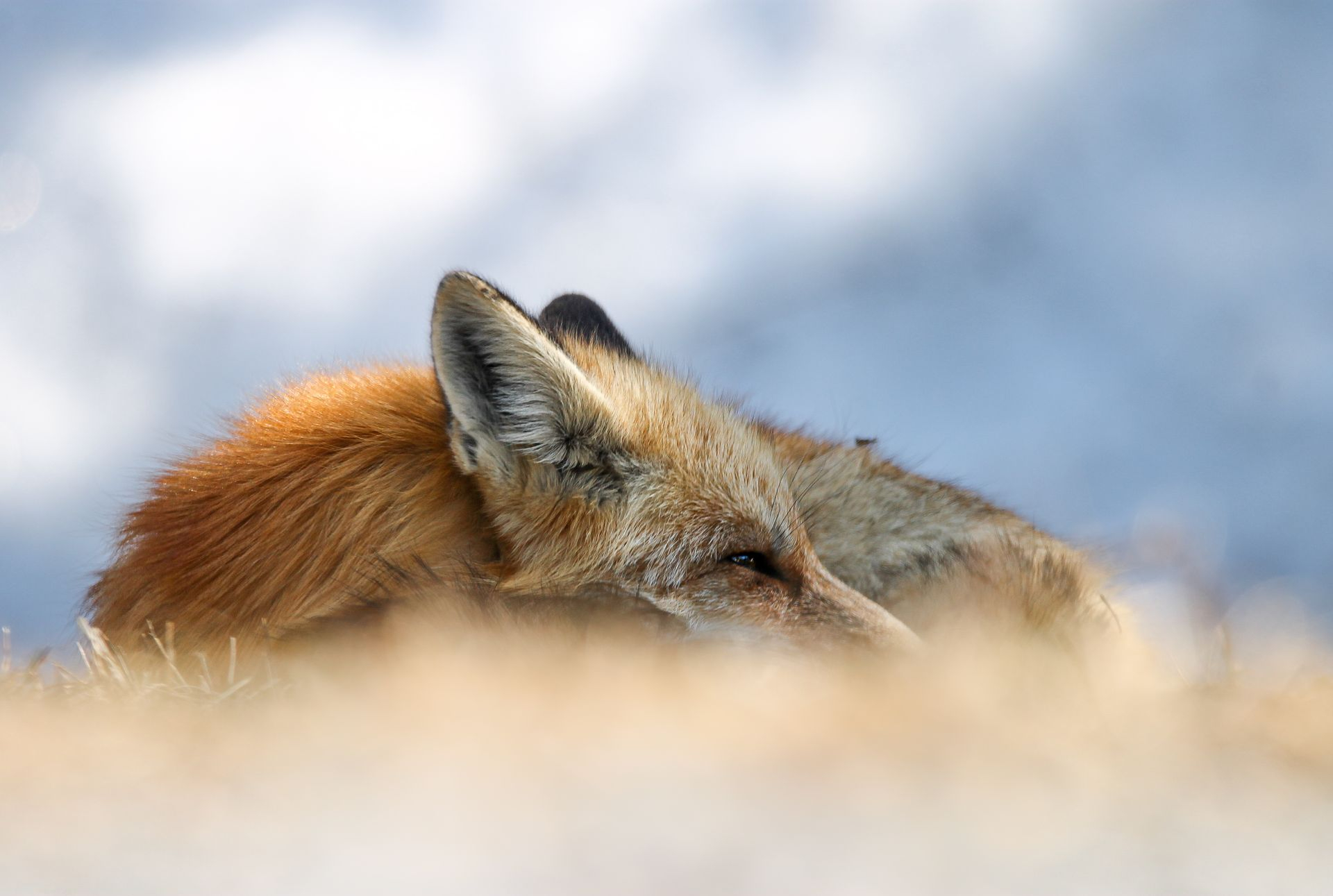 photographie renard dans la neige