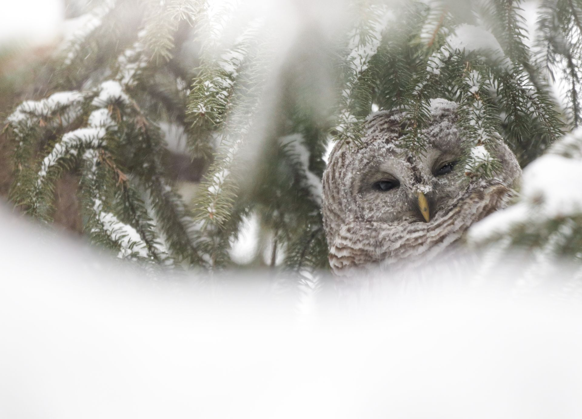 neige chouette 