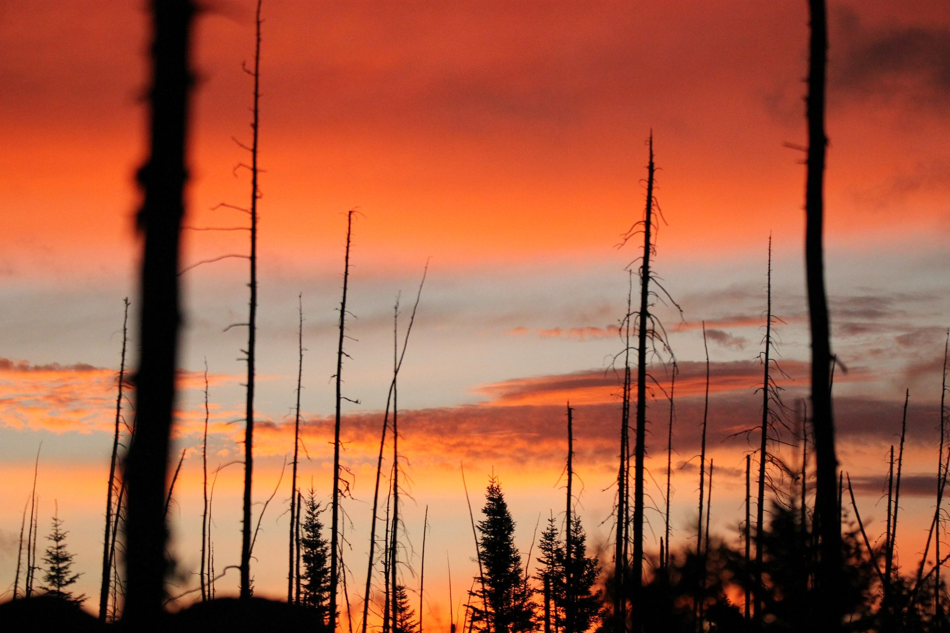 photographie coucher de soleil en forêt