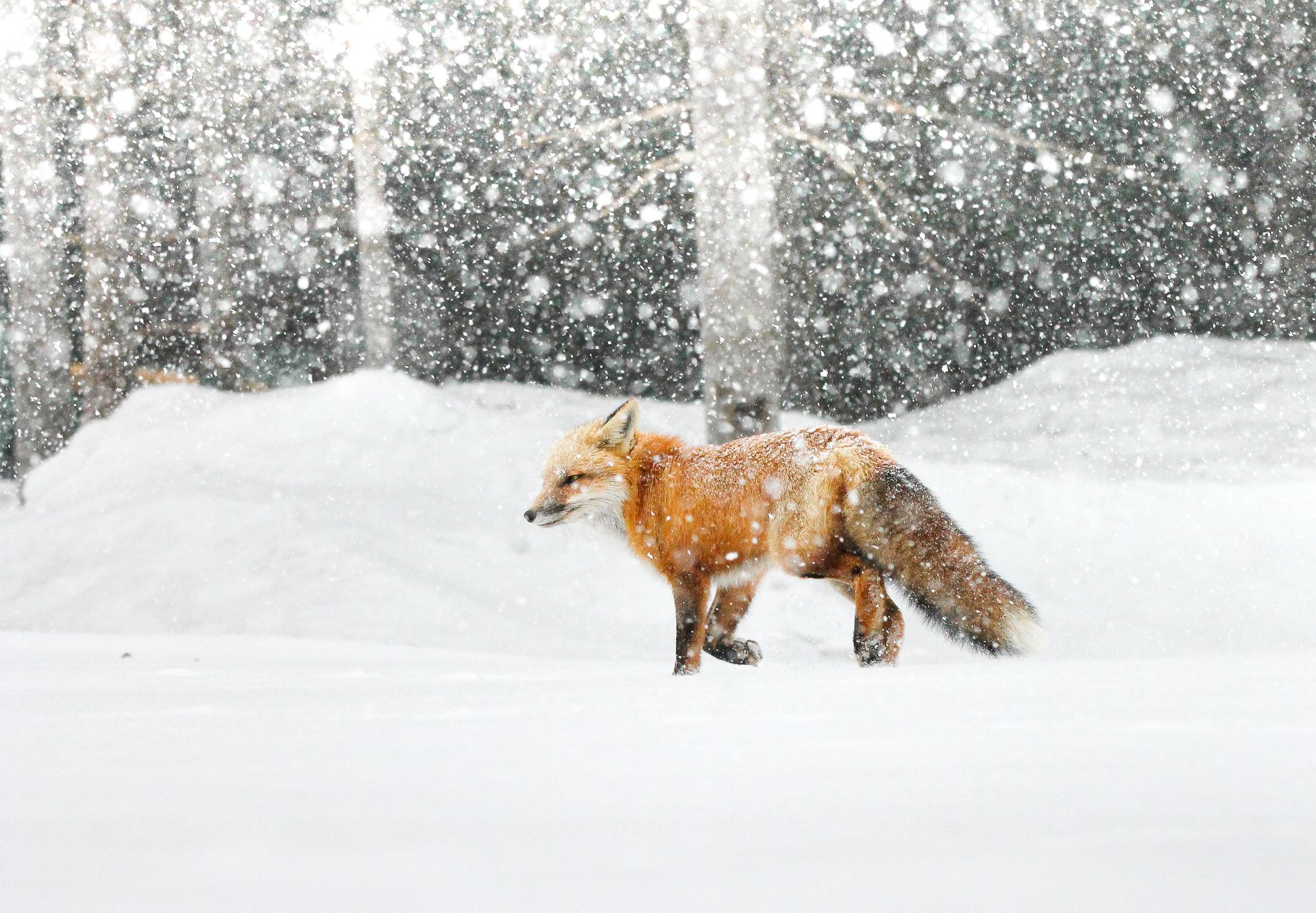 Renard roux dans la tempête