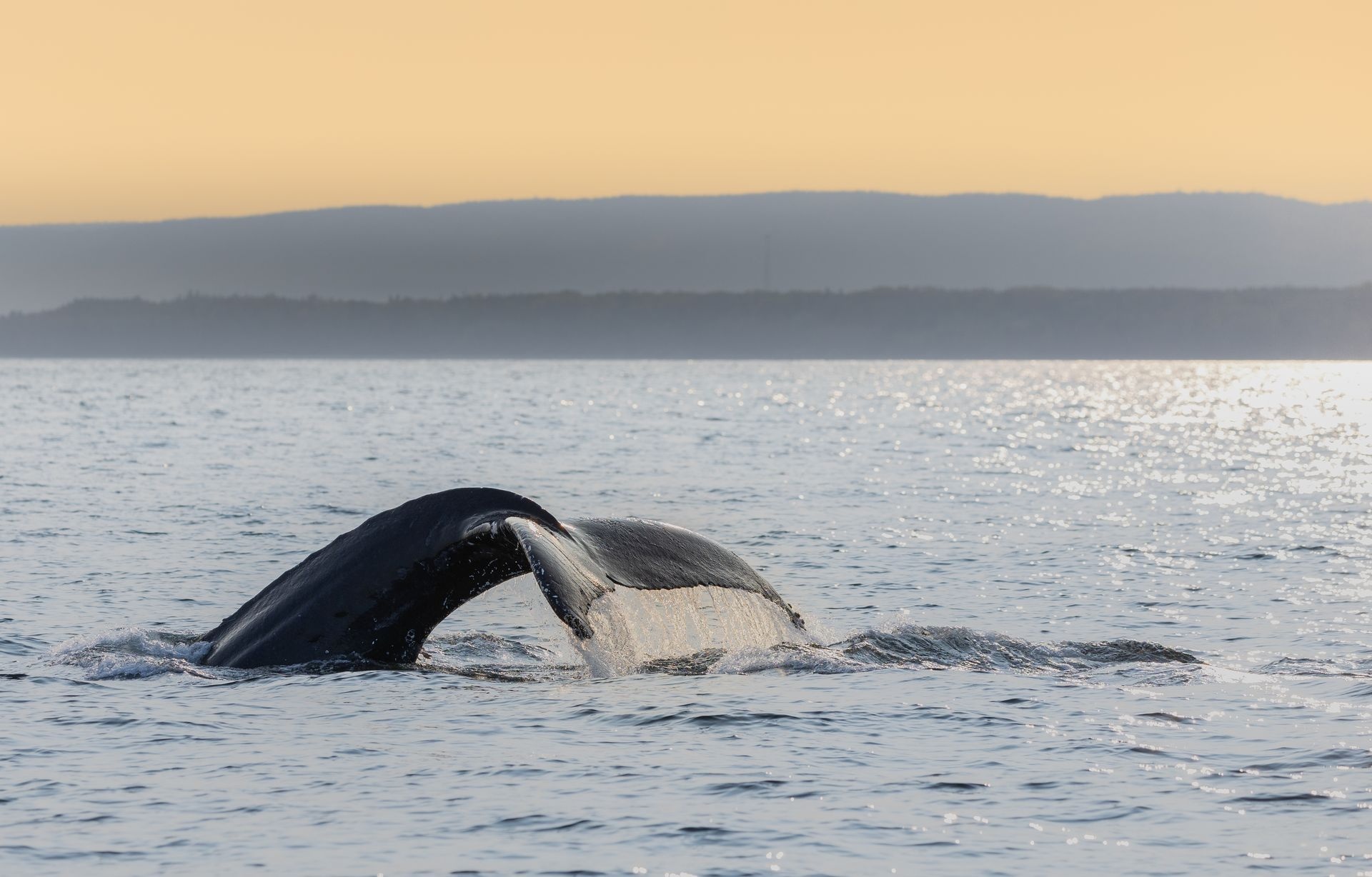 Baleine à bosses