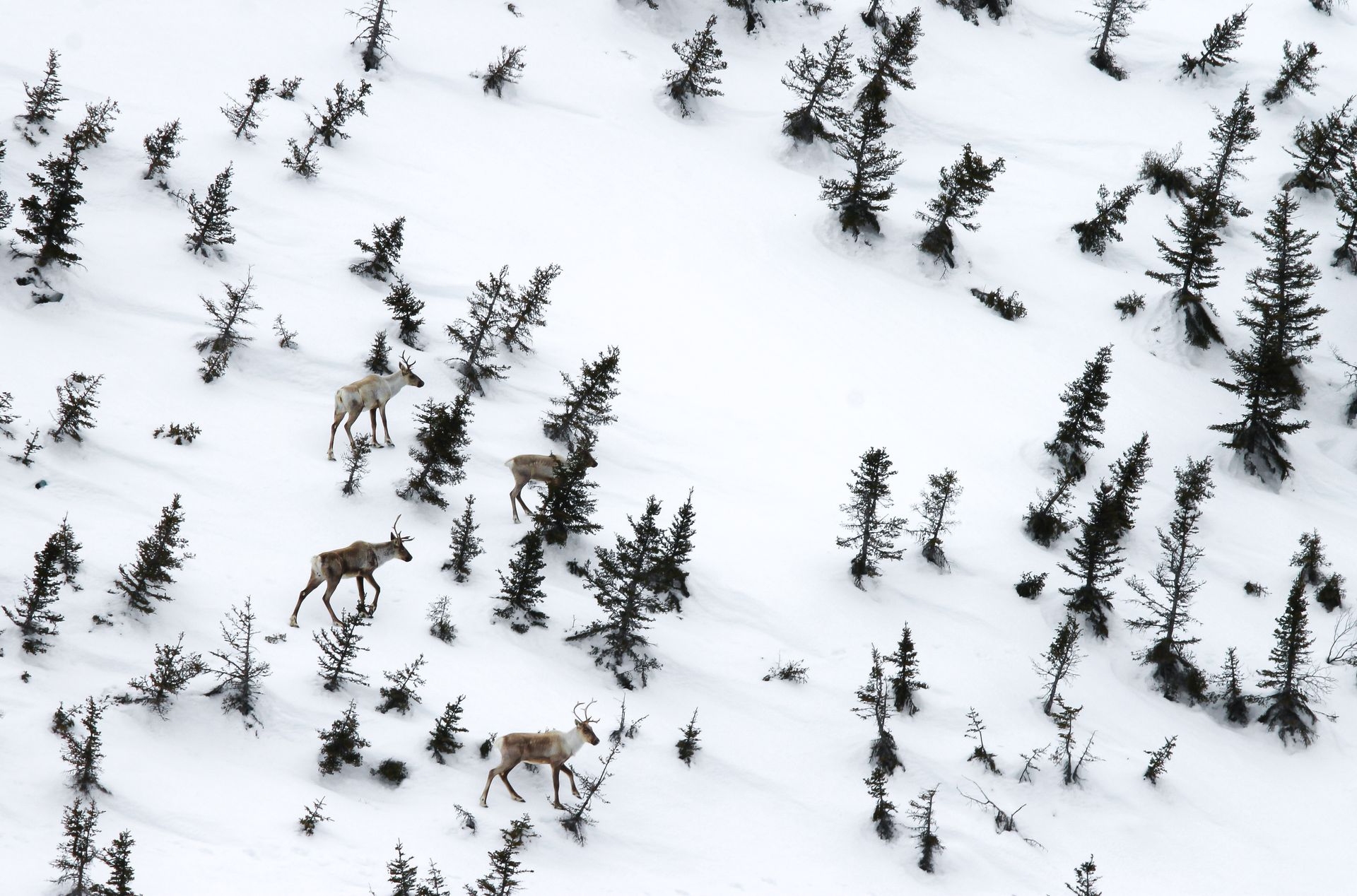 photographie harde de caribous