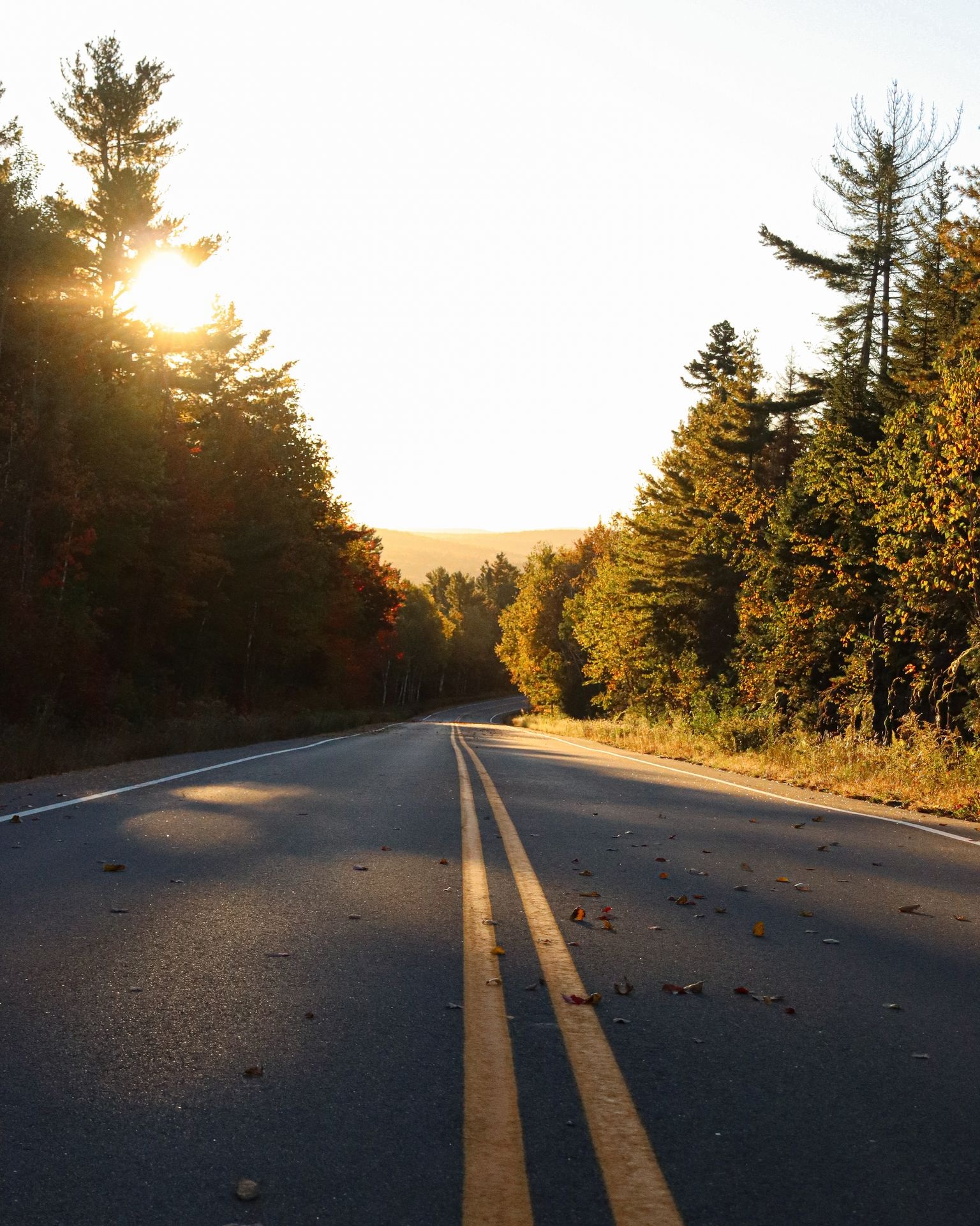 photographie route en forêt