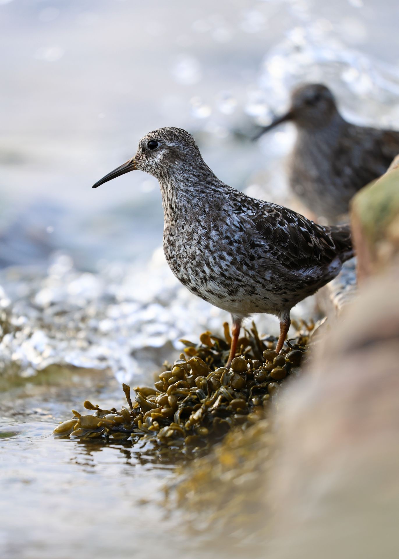 oiseau québec