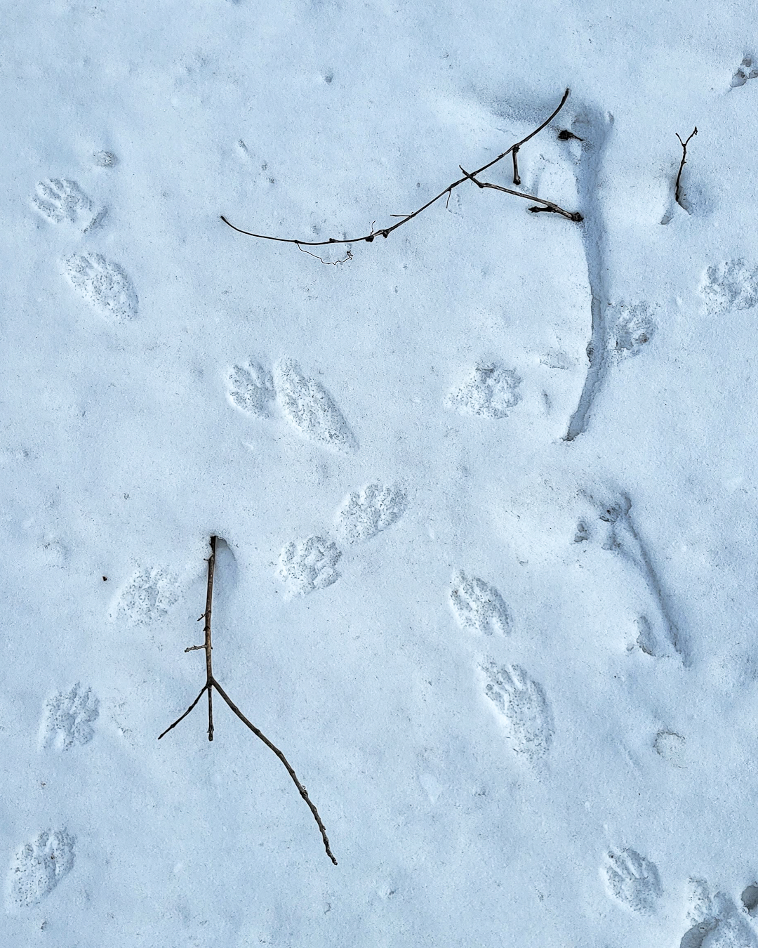 Traces de raton laveur 