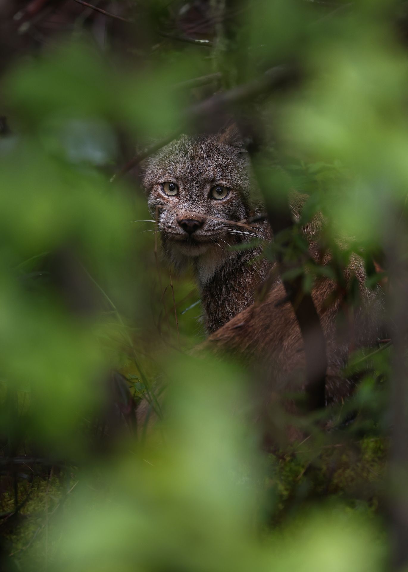 Lynx du Canada