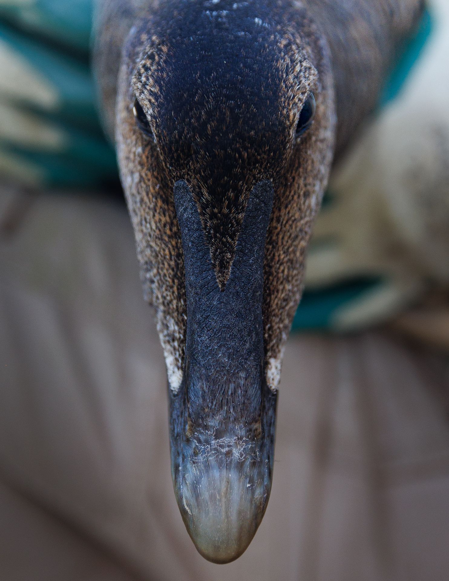 Femelle Eider à Duvet