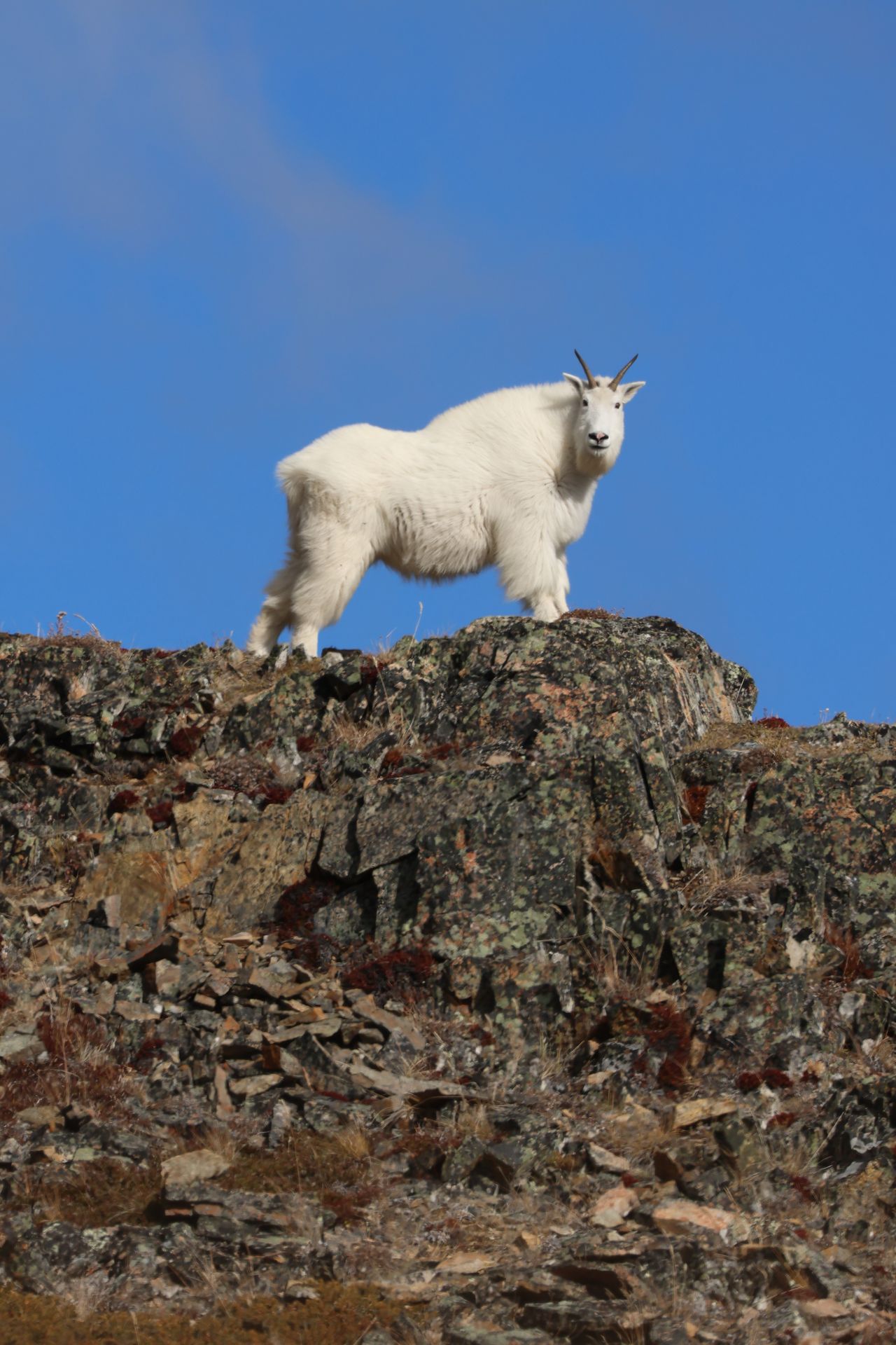 Chèvre des montagnes rocheuses