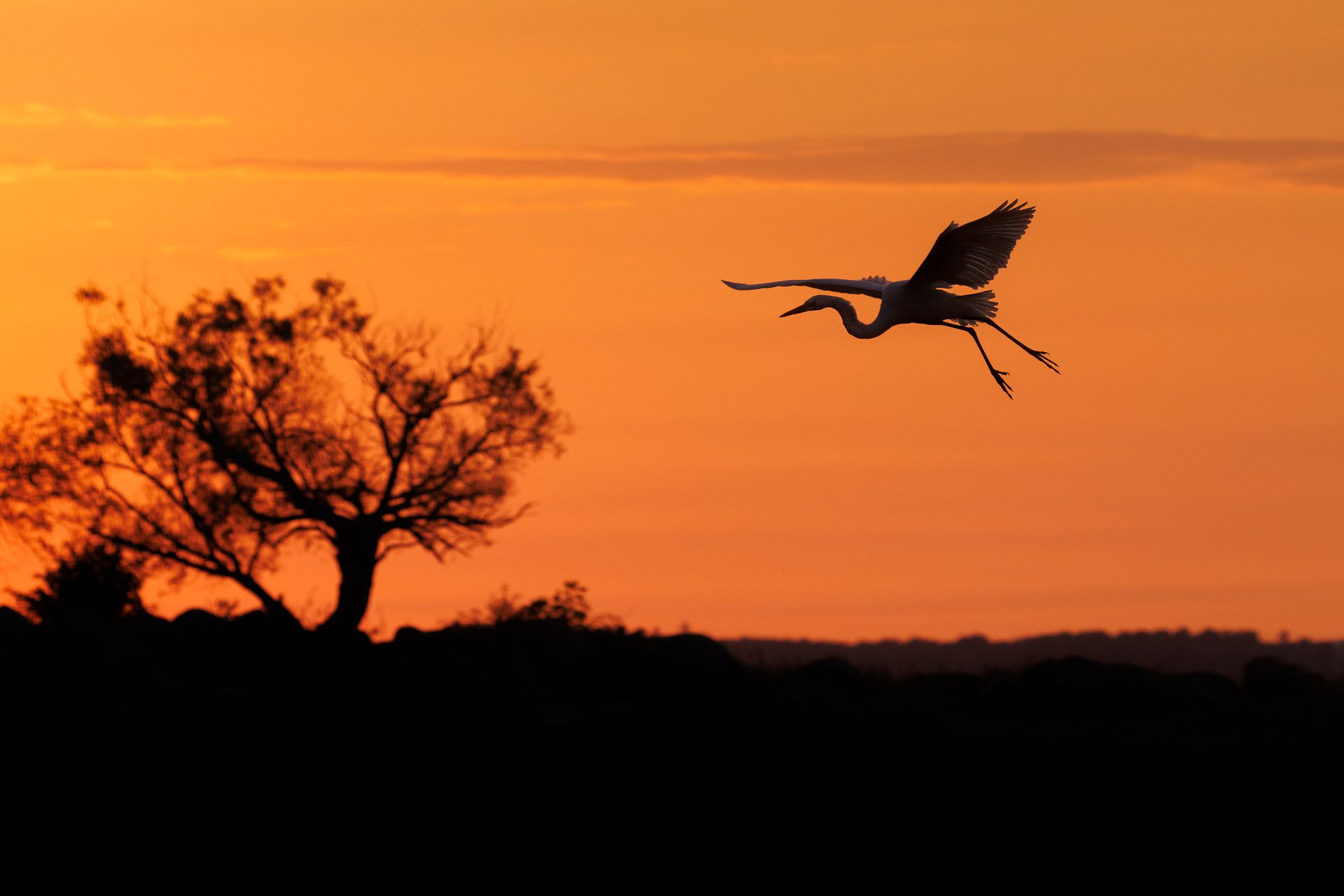 Grande Aigrette 