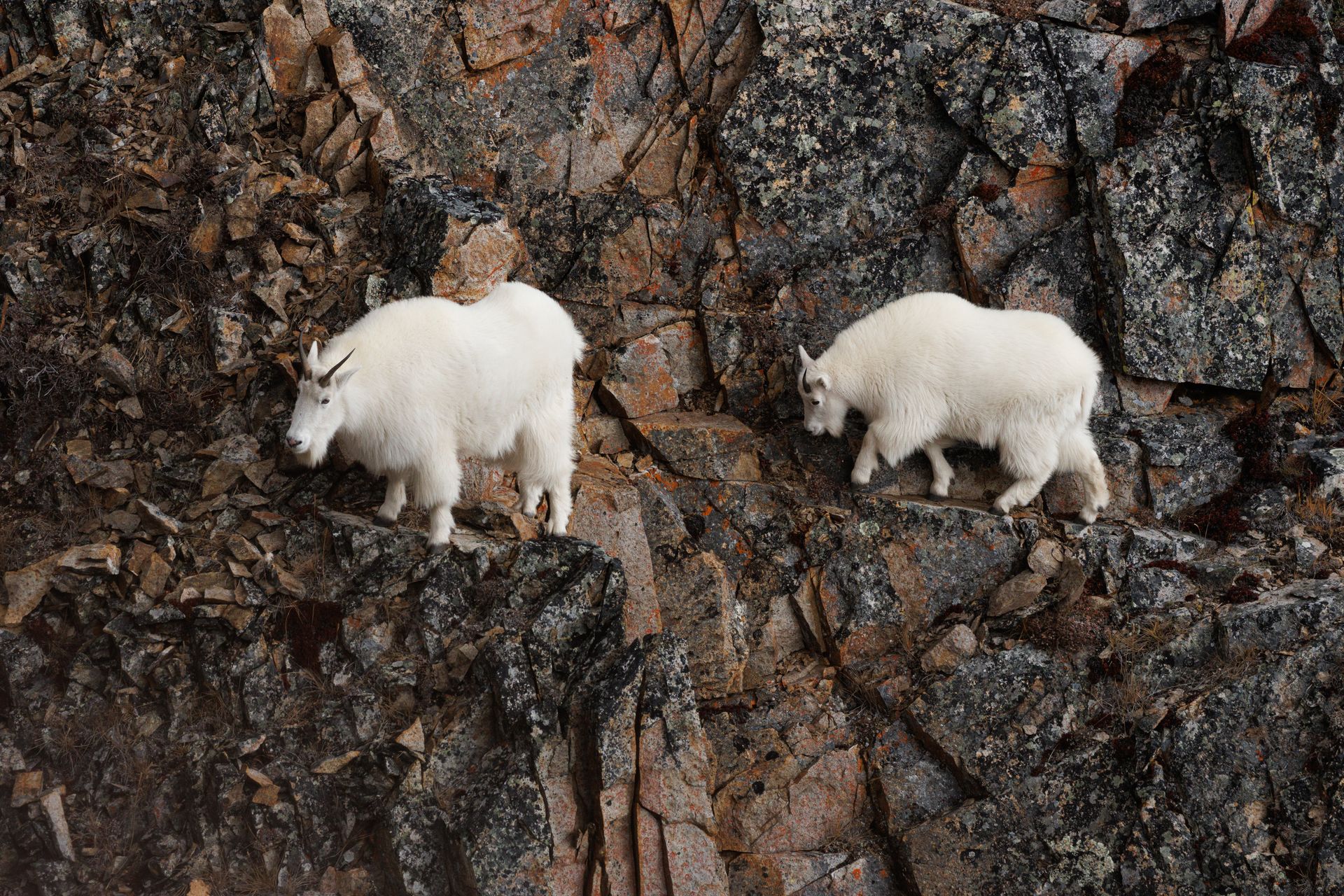 mountain goats