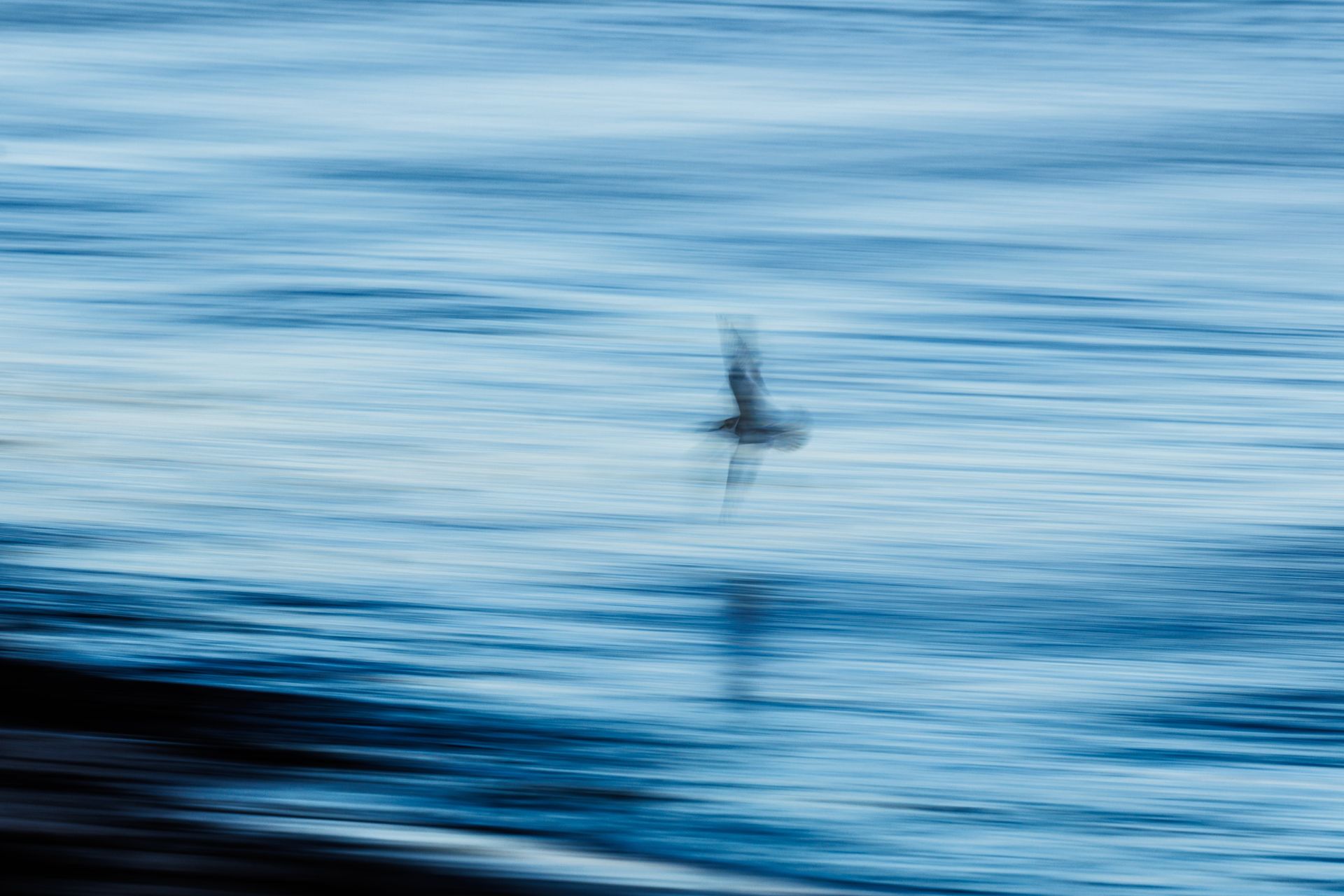 shorebird pluvier semipalmé