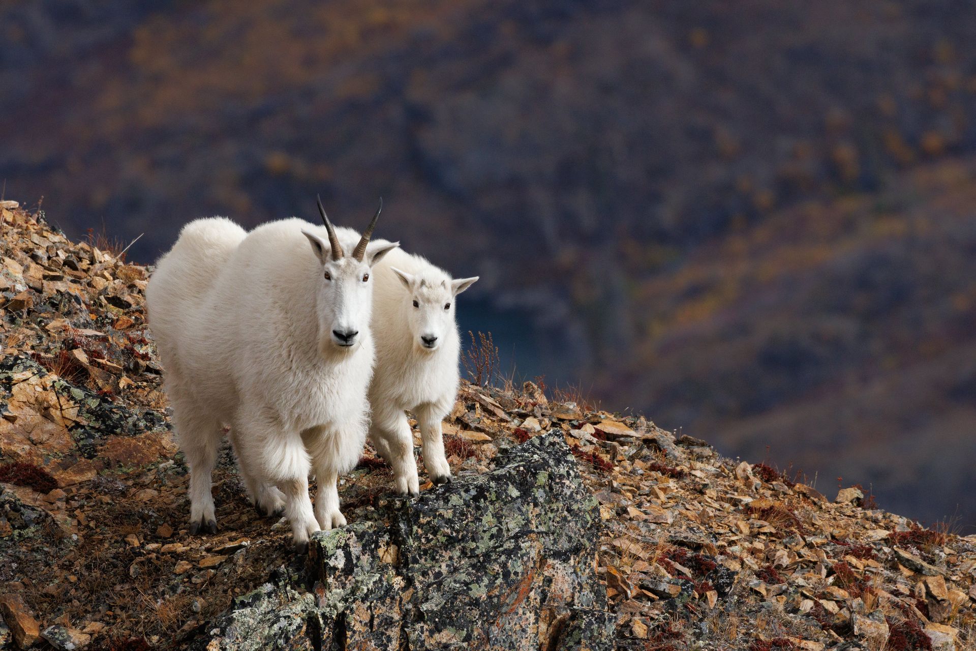 chèvre des montagnes rocheuses